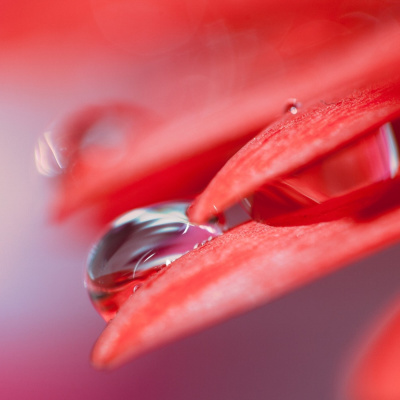Lonchera Para El Alma.