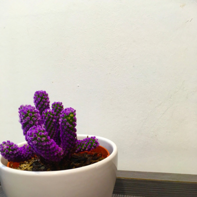 Lonchera Para El Alma.