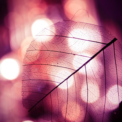 Lonchera Para El Alma.