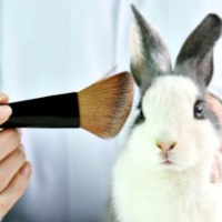 Feature: Animal Testing Revealed
