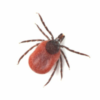 Feature: A Closer Look at Lyme Disease