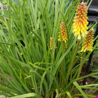 Fireworks! ( Create, Science, Independence).