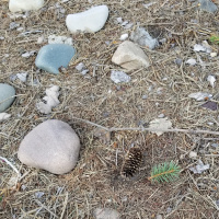 Science exploration with long term projects, and scavenger hunts. 