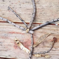 Exploring trees while building new skills.