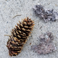 Lets go on a nature hike! ( learning by doing).