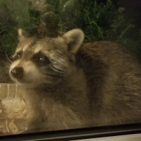 Calming the chaos indoors as the weather gets colder!