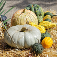  Spooktacular fall fun! (Monthly Review)