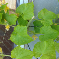 5 benefits of exploring problem solving through flowers and plants