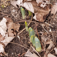 Plant and animal problem solving exploration. 