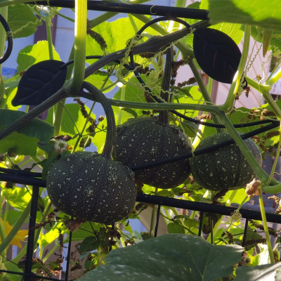 Invitations To Play - Learn - Grow!