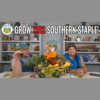Row by Row Episode 247: Growing Okra In The Garden