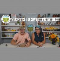 Row by Row Episode 250: How to Grow Sweet Potatoes