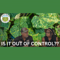 Row by Row Episode 252: Controlling Spring Garden Diseases