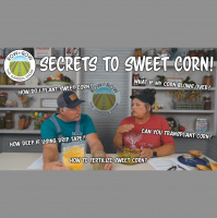 Row by Row Episode 243: How To Grow Sweet Corn