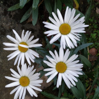 Beginner 2 Class YTT March 18, 2020