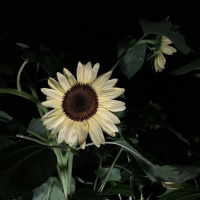 A Deeper Healing Requires Forgiveness of Self (recorded 7/29/18)