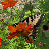 The Self. A Wisdom Circle Satsang with Sudha Mataji. 8/25/19