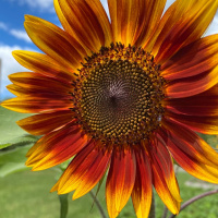 Ayurveda Definition of Health