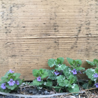 Wisdom v. Ignorance 5/13/18