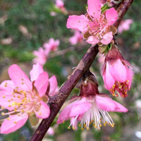 Attention, Presence  Awareness. A Wisdom Circle with Sudha Mataji 4/27/19