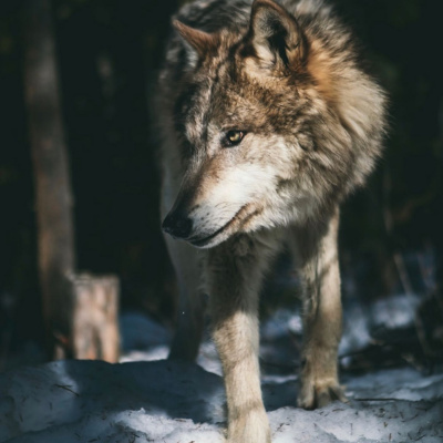 Kula Kamala Foundation