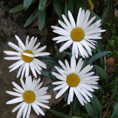 Kula Kamala Foundation