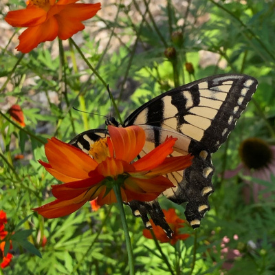 Kula Kamala Foundation