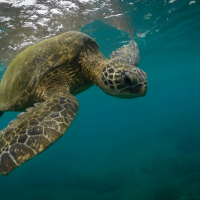 What’s right: Global comeback for the Green Sea Turtle