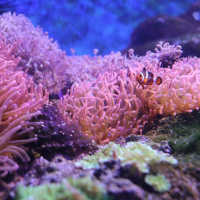 Whats right Worlds largest coral discovered
