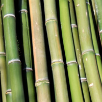 What’s right: Bamboo-based plastic that’s strong and recyclable