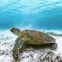 Whats right: turtle comeback on Cyprus beaches