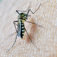 Whats right: Egypt certified malaria-free