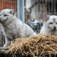 What’s Right: Iceland Moves to End Fur Farming
