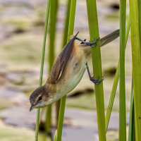 Whats right: from brown and barren to biodiverse haven