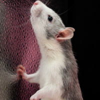 Whats right: rodents against wildlife trafficking