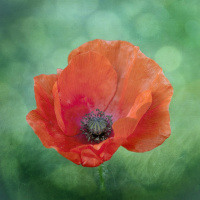 Buying Poppies to Raise Money