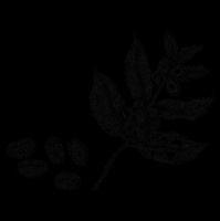 今天喝什么 | 喝了这么久咖啡还是不知咖啡是什么味儿？