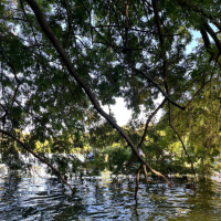 The Rosh Aka Head of the Year of Torat Chabad - RIP Charlie - Learning Tanya Weekly Perek 37