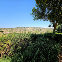 EmunaIP.com Weekly Learning - The Holy Heart of Jerusalem amp Letters of The Torah - United Souls!