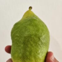 A Time of Certainty Brings Joy - Sukkat @ Shirat David, Efrat!