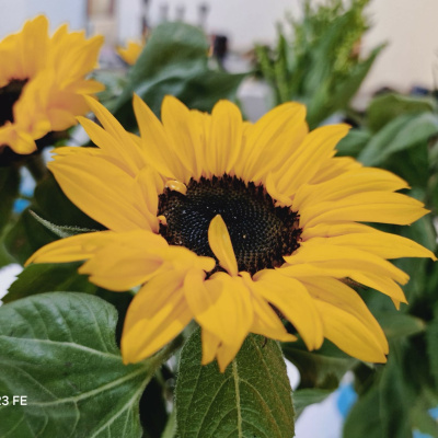 Eli Goldsmith Inspired Flow!