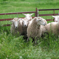 1.3.24B 故事解读《亡羊补牢》