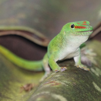 2.1.11B 故事解读《小壁虎借尾巴》