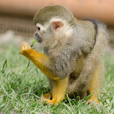 Learning Chinese Through Stories