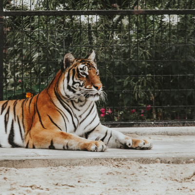 Learning Chinese Through Stories