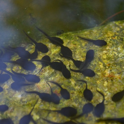 Learning Chinese Through Stories