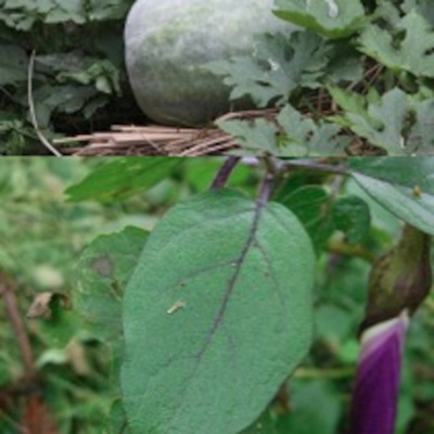 Learning Chinese Through Stories