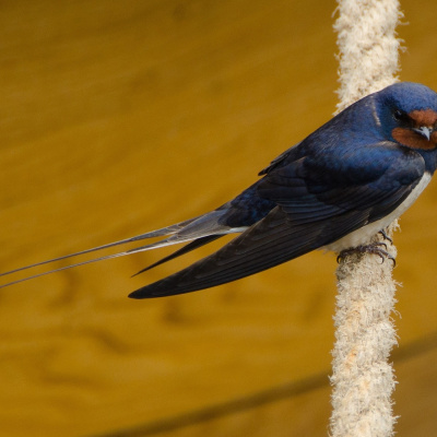 Learning Chinese Through Stories