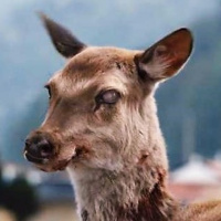 What Kind Of Bad Movie Is This?