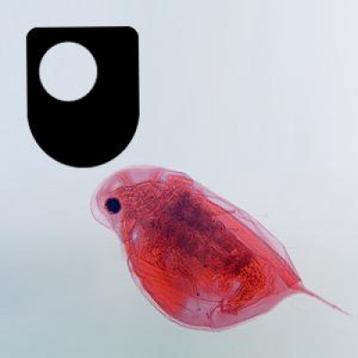 Investigating Flagellates, Plankton And Filter Feeders - For Ipad/mac/pc